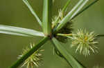 Manyflower flatsedge